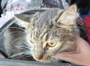 WV- Kringle (MCR) *Bonded Pair*