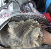 WV- Kringle (MCR) *Bonded Pair*