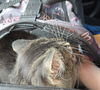 WV- Kringle (MCR) *Bonded Pair*