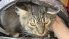 WV- Kringle (MCR) *Bonded Pair*