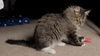 WV- Kringle (MCR) *Bonded Pair*