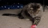 WV- Kringle (MCR) *Bonded Pair*