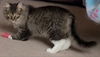 WV- Kringle (MCR) *Bonded Pair*