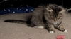 WV- Kringle (MCR) *Bonded Pair*