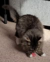 WV- Kringle (MCR) *Bonded Pair*
