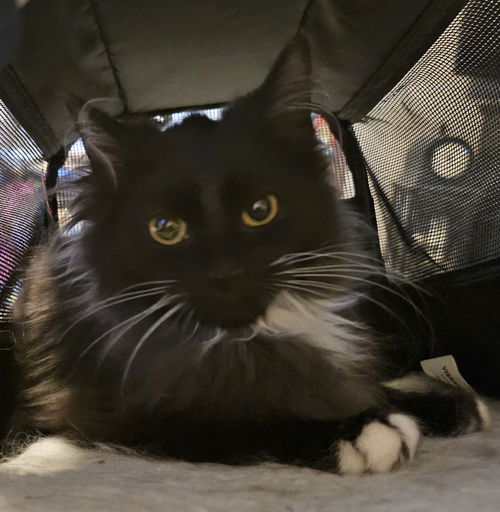 WV- Clarisse (MCR) *Bonded Pair*