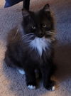 WV- Clarisse (MCR) *Bonded Pair*