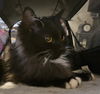 WV- Clarisse (MCR) *Bonded Pair*