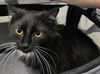 WV- Clarisse (MCR) *Bonded Pair*
