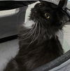 WV- Clarisse (MCR) *Bonded Pair*