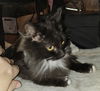 WV- Clarisse (MCR) *Bonded Pair*