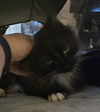 WV- Clarisse (MCR) *Bonded Pair*