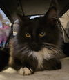 WV- Clarisse (MCR) *Bonded Pair*