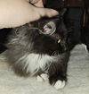 WV- Clarisse (MCR) *Bonded Pair*