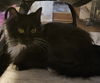 WV- Clarisse (MCR) *Bonded Pair*