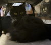 WV- Clarisse (MCR) *Bonded Pair*