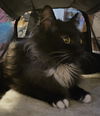 WV- Clarisse (MCR) *Bonded Pair*