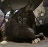 WV- Clarisse (MCR) *Bonded Pair*