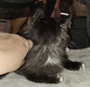 WV- Clarisse (MCR) *Bonded Pair*