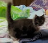 WV- Clarisse (MCR) *Bonded Pair*
