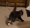 WV- Clarisse (MCR) *Bonded Pair*