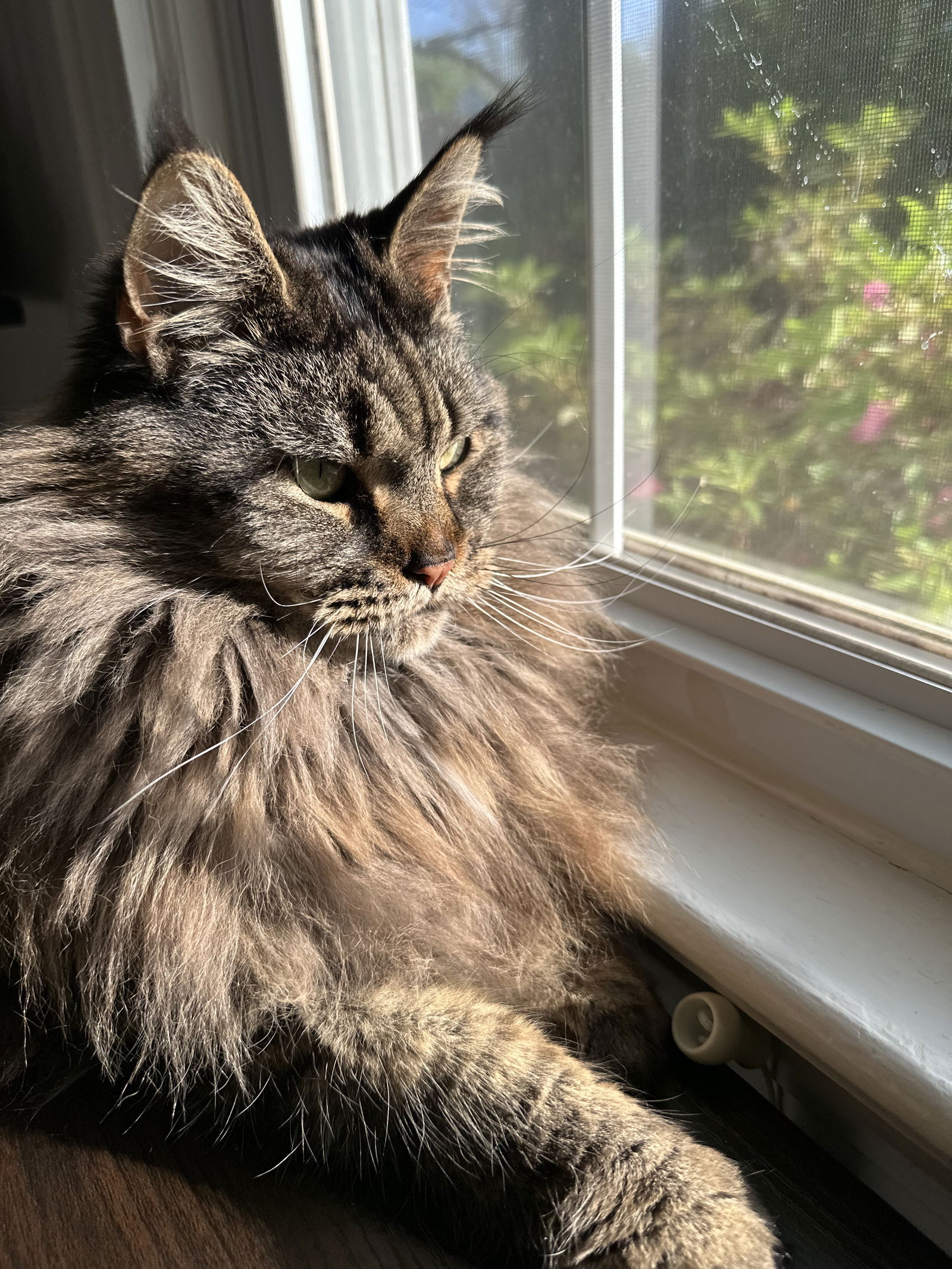 adoptable Cat in Milledgeville, GA named GA - Groot (MCR)