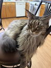 MS - Kira & Ally (CP) *Bonded Pair*