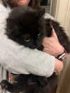 GA - Lenin & Maisy (CP) *Bonded Pair*