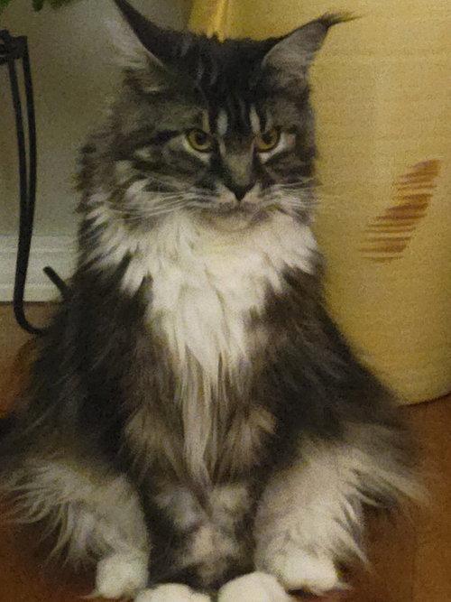 KS - Greta (MCR), an adoptable Maine Coon in Parlin , NJ