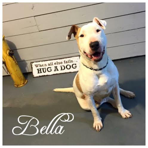 Bella Bull