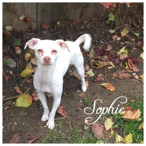 Sophie