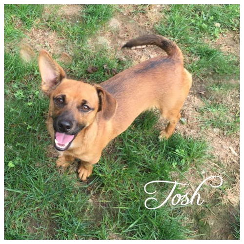 Tosh