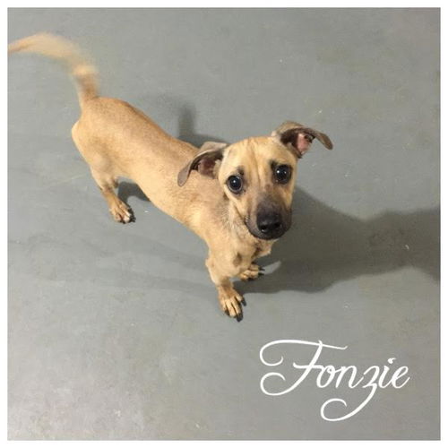 Fonzie