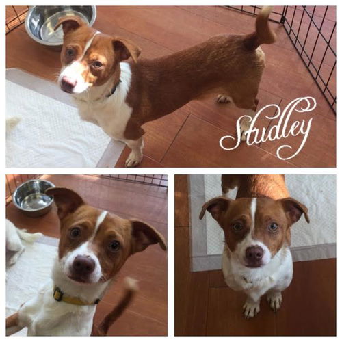 Studley