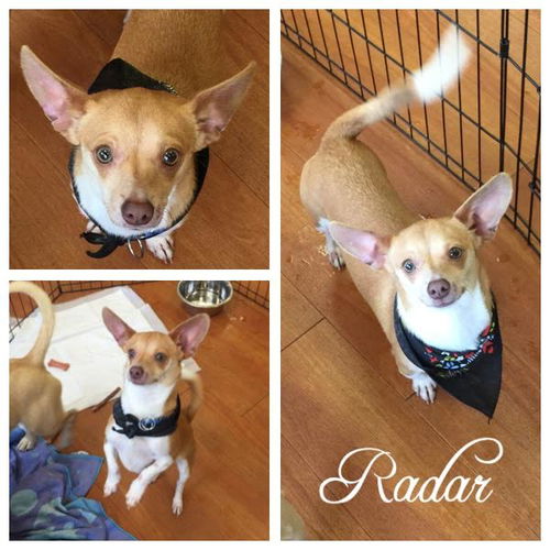 Radar