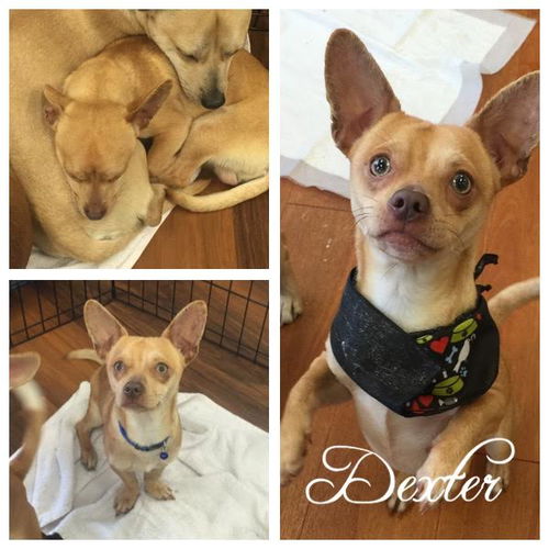 Dexter