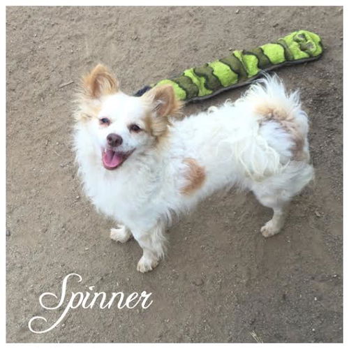 Spinner