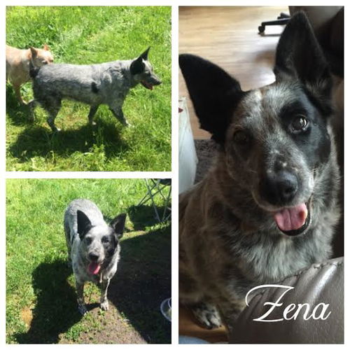 Zena