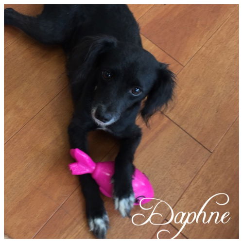 Daphne