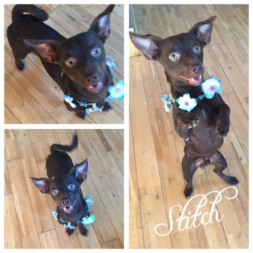 Stitch
