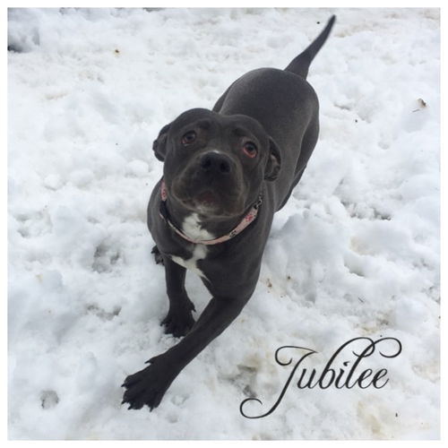 Jubilee