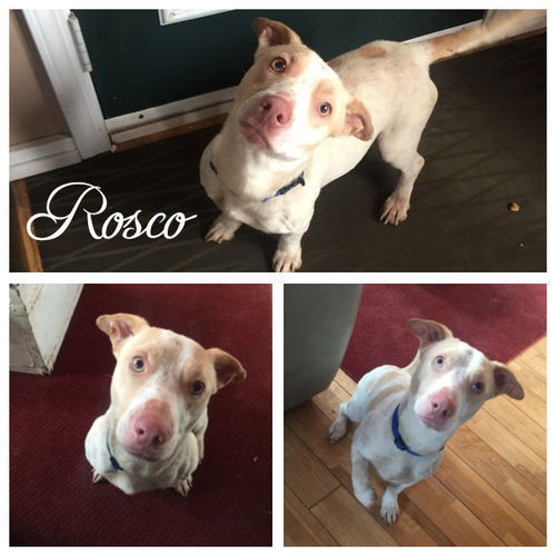 Rosco