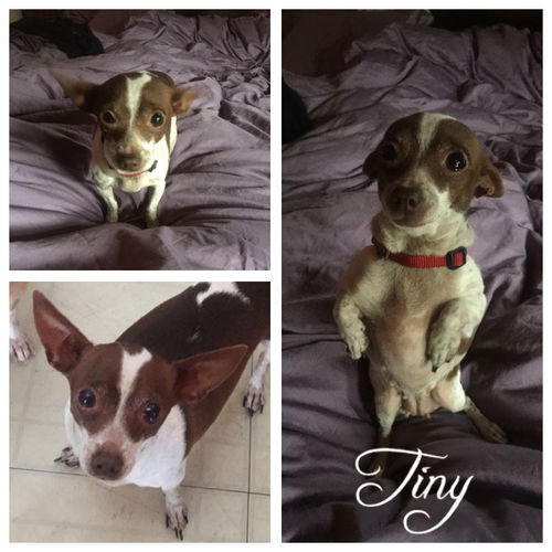 Tiny