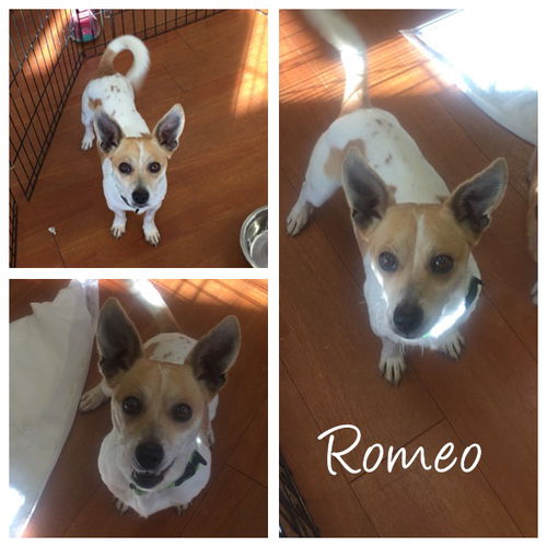 ROMEO