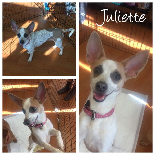 JULIETTE