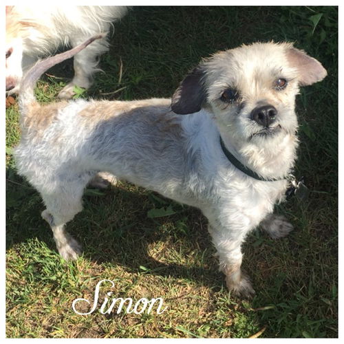 Simon