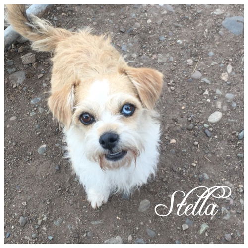 Stella