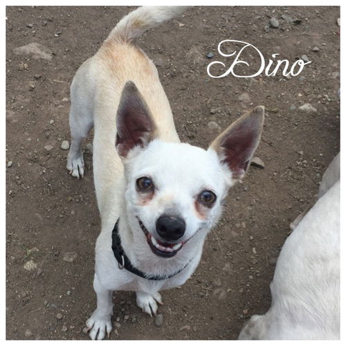 Dino