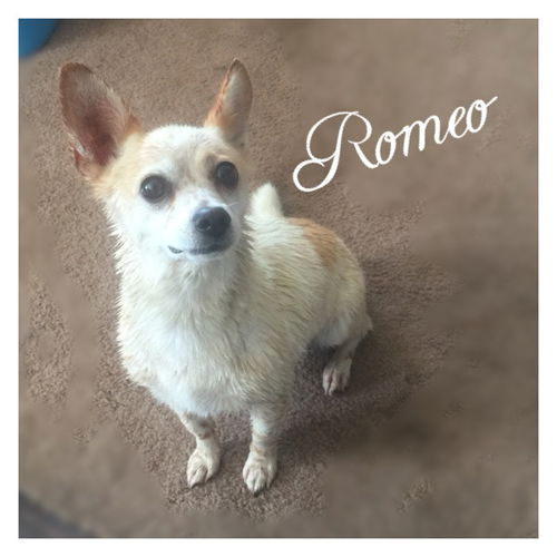 Romeo