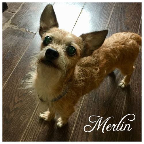 Merlin